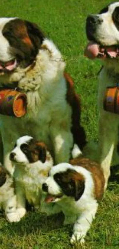 Saint Bernard dog family on green field.