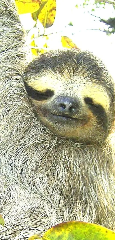 Sunlit sloth hanging in a tree with green leaves.