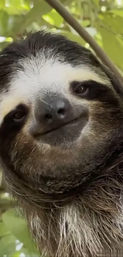 Close-up of a sloth with a smile in a lush green jungle background.