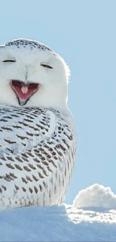 Snowy owl looking relaxed on a snowbank with a clear blue sky background.