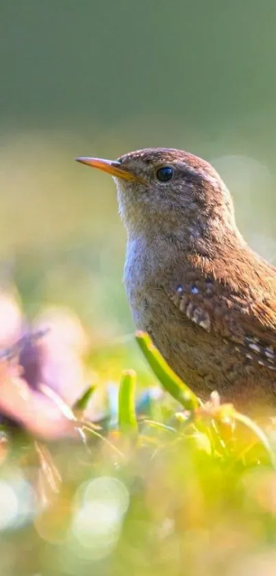 Sparrow basking in sunlight on grass with vibrant background.