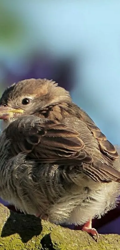 A sparrow perched on a green mossy branch against a blurred background.