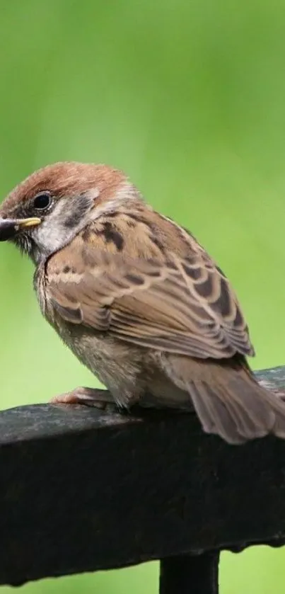 Sparrow perched on a black fence with green background.