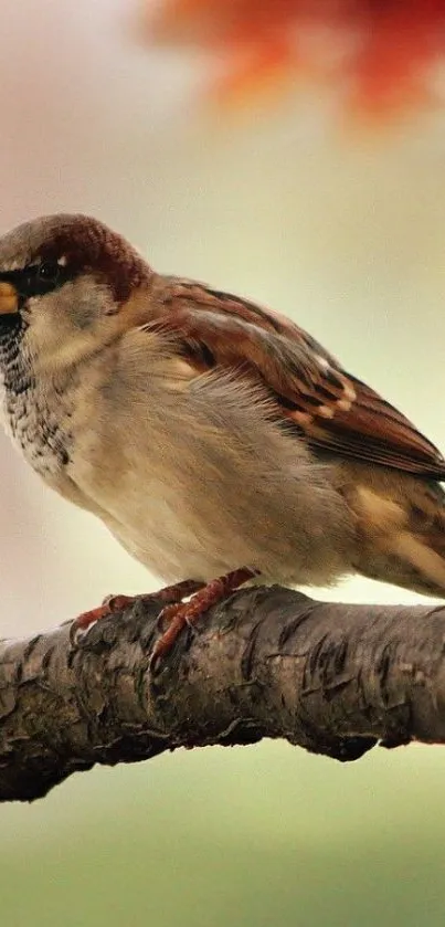 Sparrow perched on a branch, blurred background.