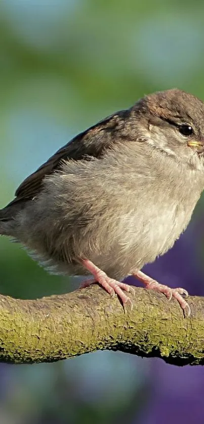 Charming sparrow perched on a branch against a green blurred background.