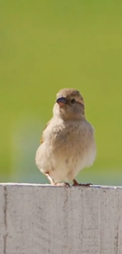 Cute sparrow perched on a white fence with a lush green background.