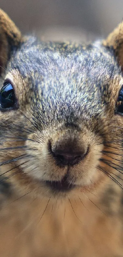 Close-up image of a squirrel with a detailed focus.