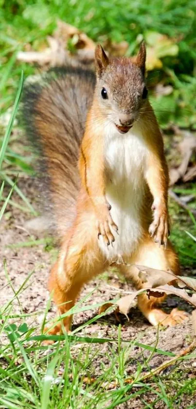 Curious squirrel stands alert on a vibrant forest floor.