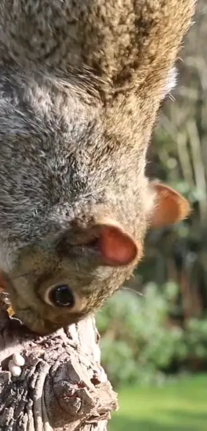 Close-up of a squirrel climbing a tree in a lush green forest.