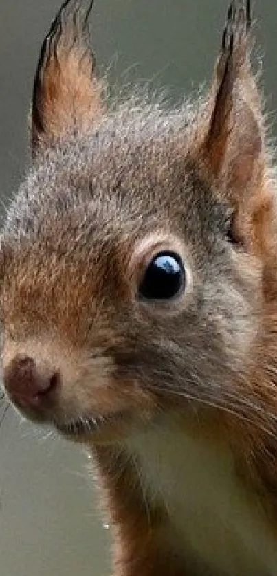 Squirrel balancing on a branch, scenic background.