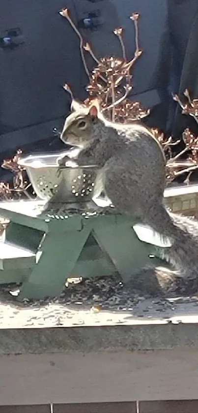 Squirrel sitting on a small green picnic bench, basking in the sunlight.