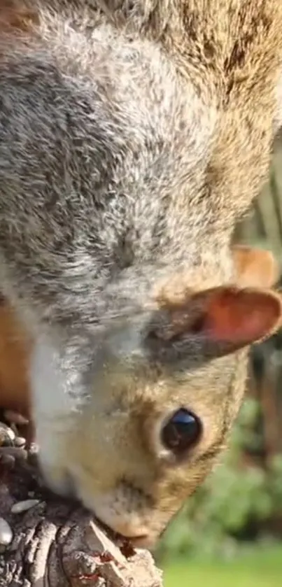 Close-up of a squirrel eating on a tree branch.