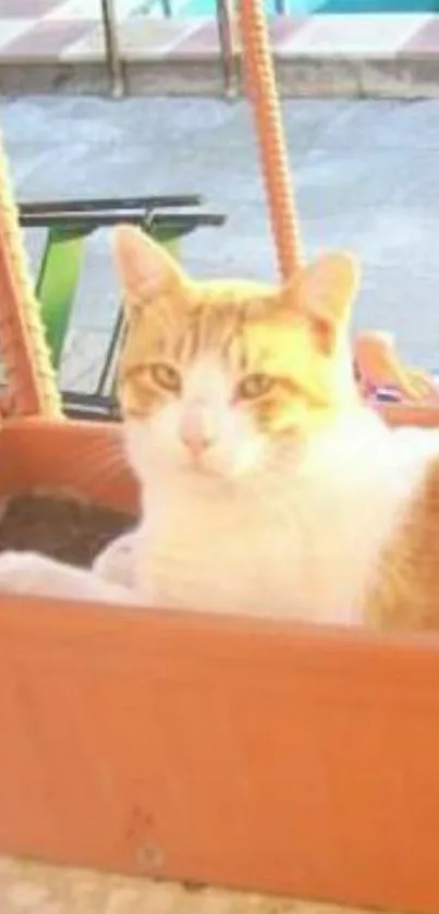 Sunlit cat lounging in a clay planter, enjoying a warm outdoor setting.