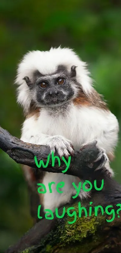 Tamarin monkey sitting on a branch with green background.