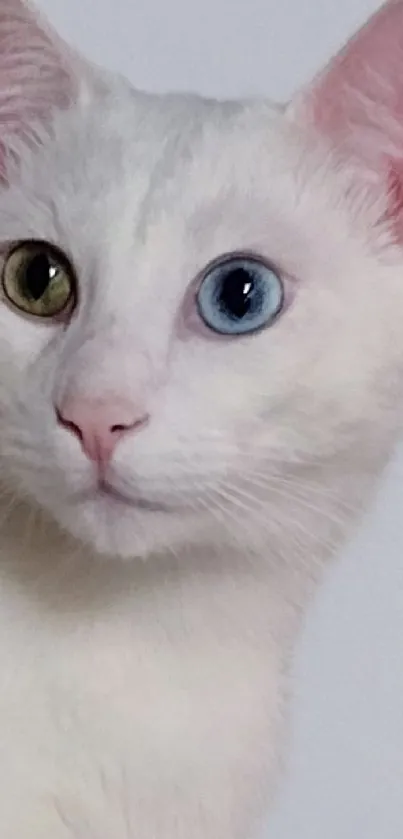 A charming white cat with heterochromia eyes against a soft background.