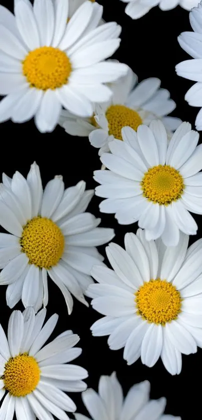 White daisies with yellow centers on a black background wallpaper.