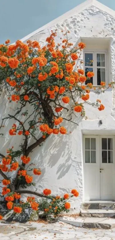 Charming white cottage with orange flowers along a seaside path