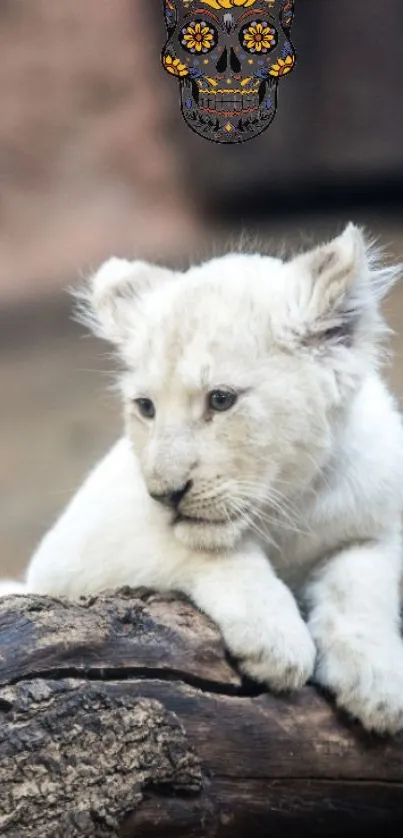 Cute white lion cub resting on a log.