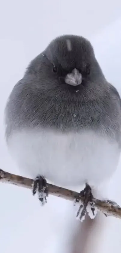 Gray bird perched on snowy branch in winter scene.