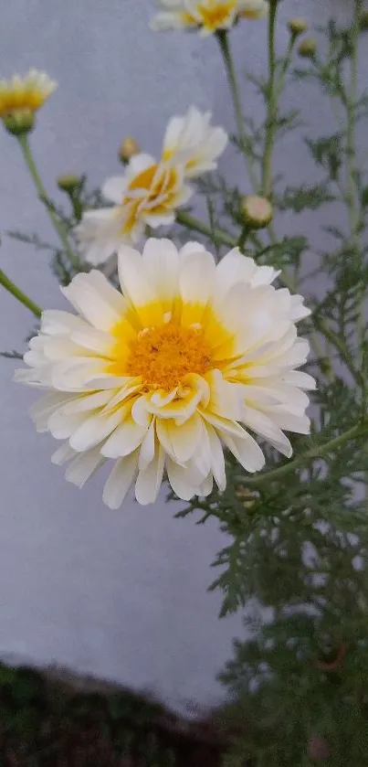 Yellow daisy flower with soft petals.