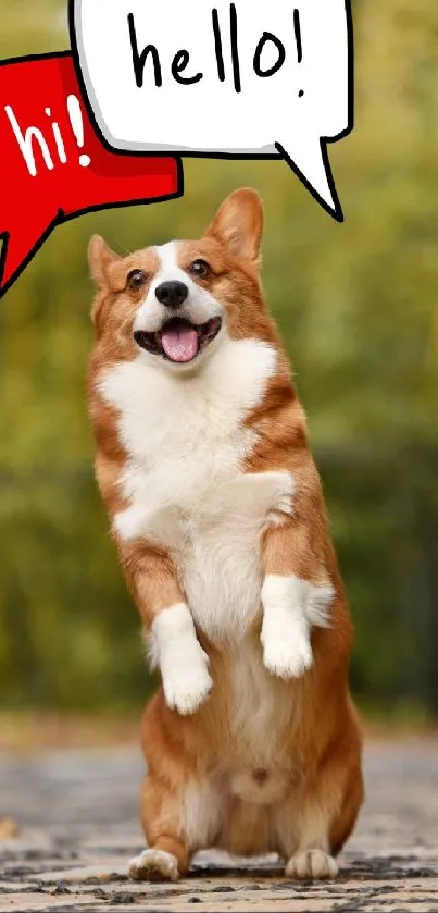 Corgi greeting with speech bubbles, green background.