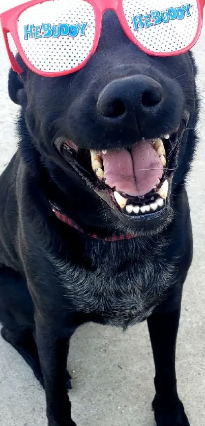 Smiling black dog wearing red HeBuddy sunglasses.