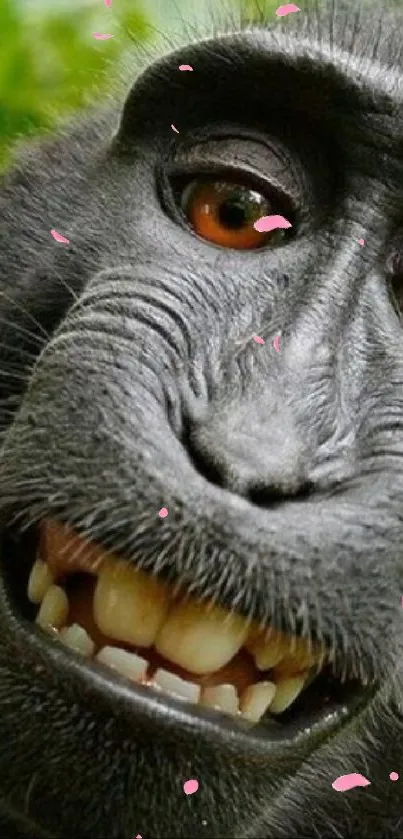 Close-up of a smiling monkey in the jungle, displaying vibrant nature.