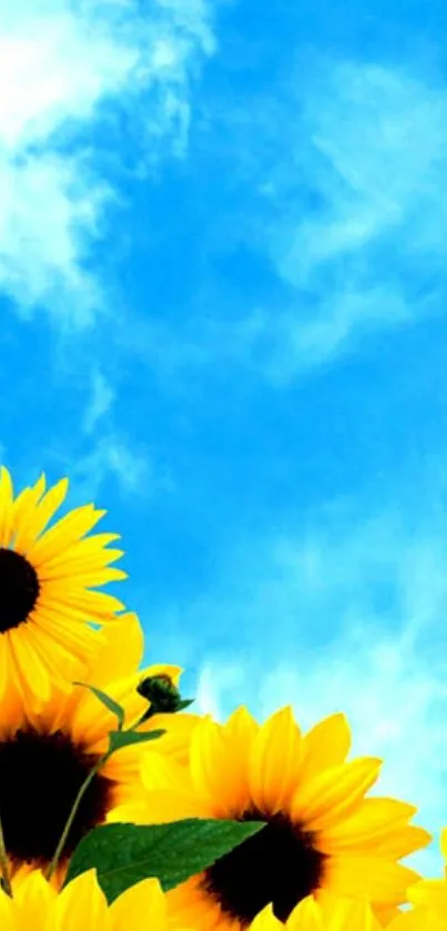 Vibrant yellow sunflowers under a clear blue sky mobile wallpaper.