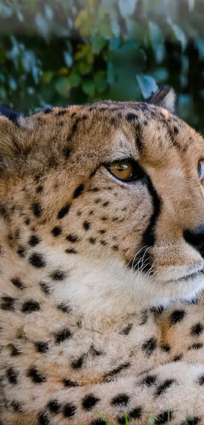 Close-up of a cheetah with a serene, natural background.