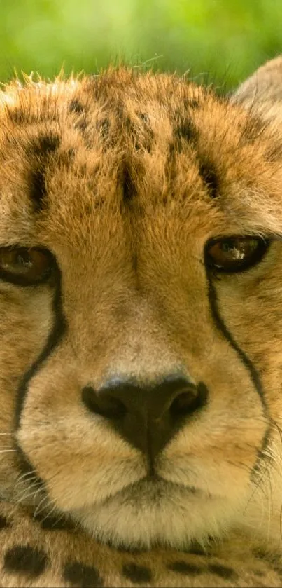Close-up of a cheetah's face with a natural background.