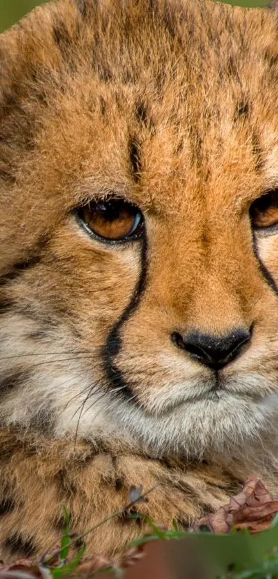 Adorable cheetah cub close-up with a natural background.