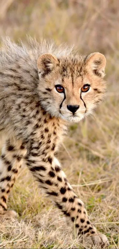 Cute cheetah cub walking in grassy savannah, full of curiosity and charm.