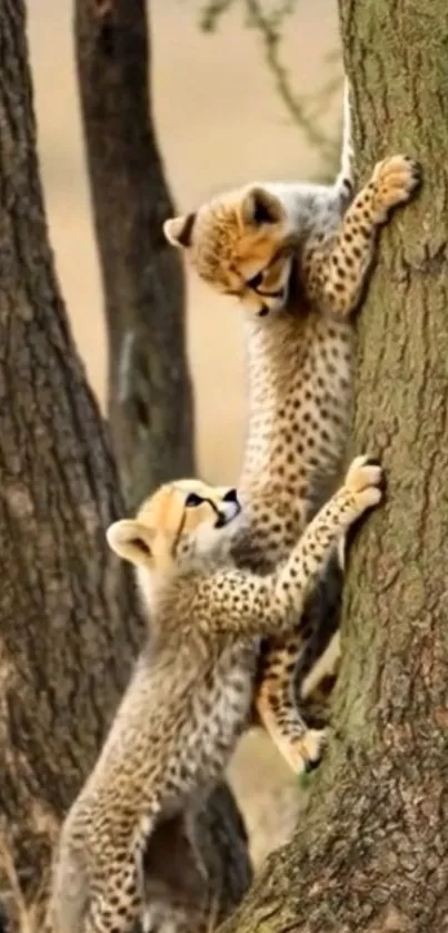 Cheetah cubs climbing a tree in the wild.