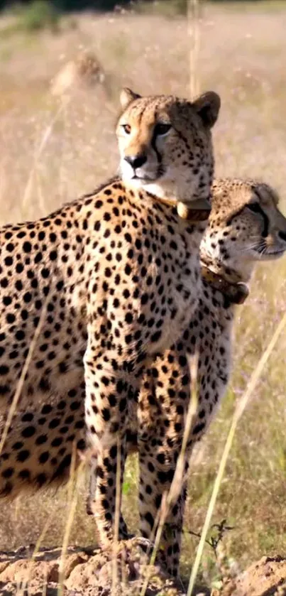 Two cheetahs standing in a grassy landscape with a focus on their natural elegance.