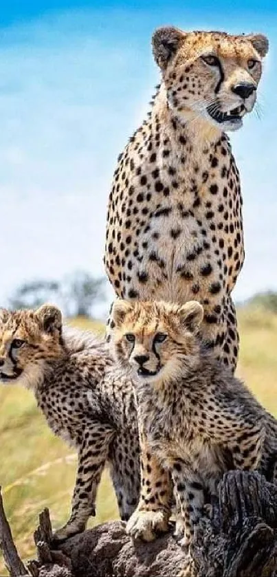 Cheetah family sits on a rock in the Serengeti, surrounded by grassy savanna.