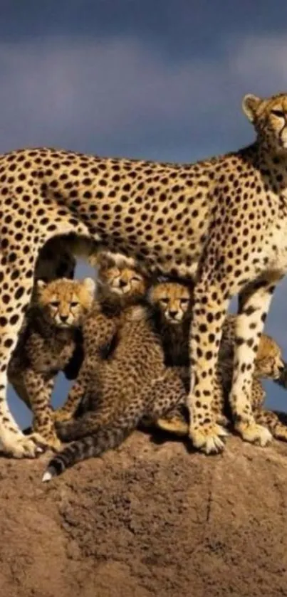 Cheetah family on a rock under blue sky.