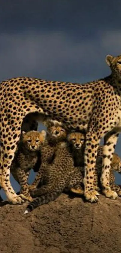 Cheetah family standing on a mound in the savanna with clear sky.