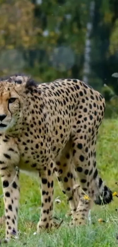 A cheetah stands in lush green grass, facing forward in a natural wildlife scene.