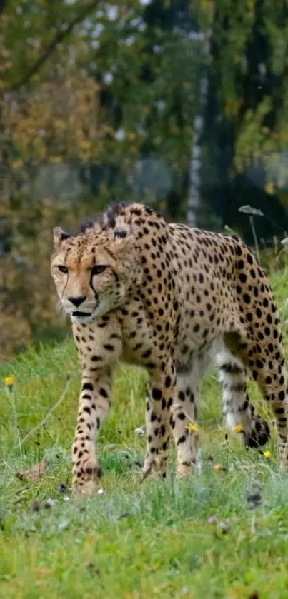 Cheetah walking in a green grassy field, showcasing wildlife beauty.