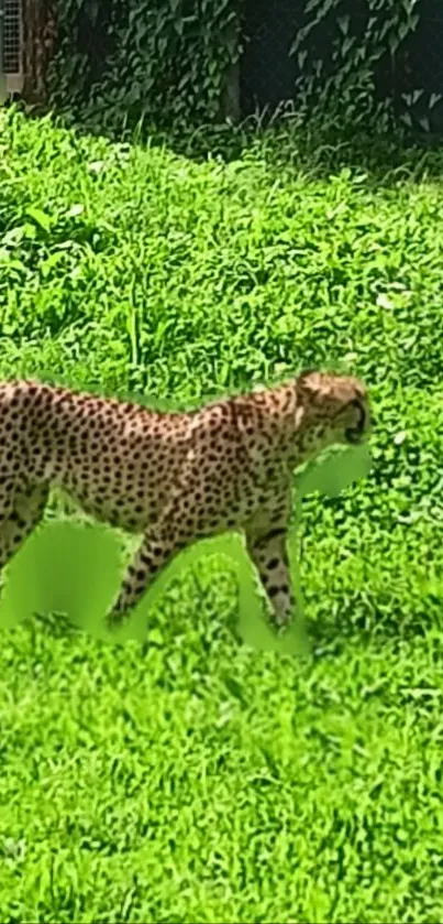 Cheetah strolling through lush green grass in a natural habitat.