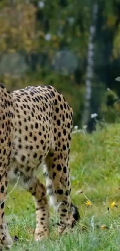 Majestic cheetah standing in a lush green field with a natural background.