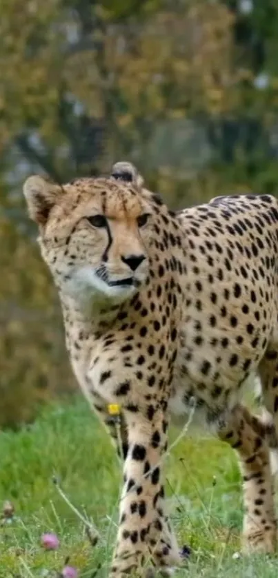 Majestic cheetah walking in lush green nature.