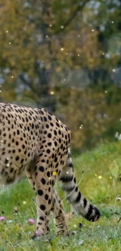 Cheetah standing on grass with blurred background.