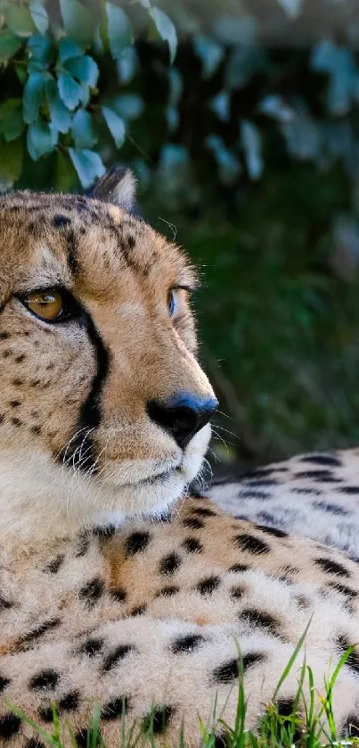 Cheetah resting in lush greenery, showcasing its distinctive spotted coat.