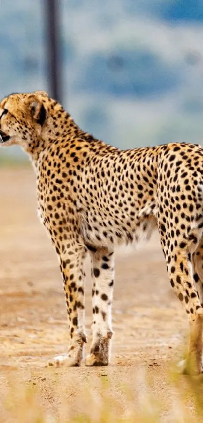 Cheetah standing on a dirt road in the wild.