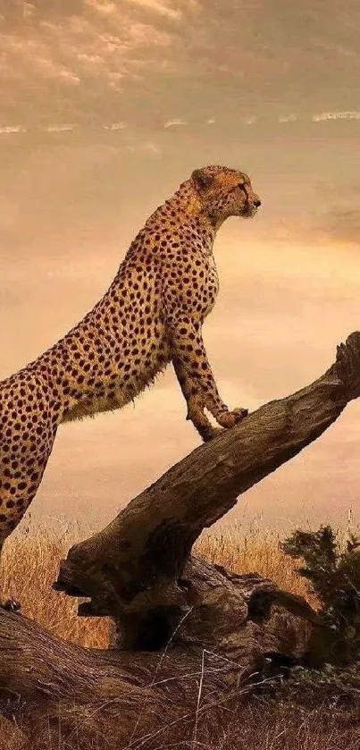 Cheetah perched on a tree at sunset, showcasing nature's beauty.