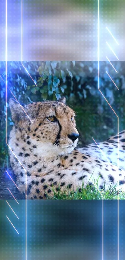 Cheetah lying on grass with digital overlay effect.