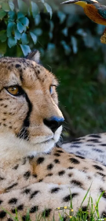 Cheetah lounging in a forest with a small bird above.