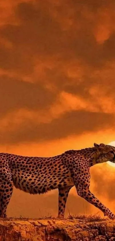 Cheetah walking across a dramatic orange sunset.