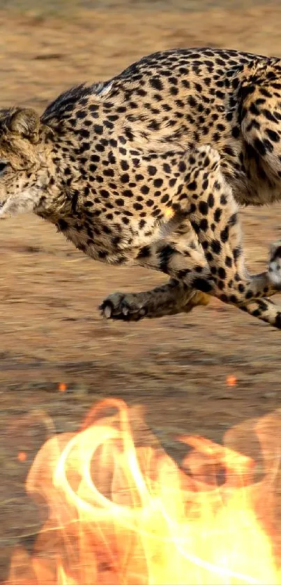 Cheetah running rapidly across a sunlit savanna landscape.